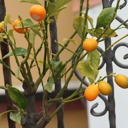 Aloha Giardini Naxos